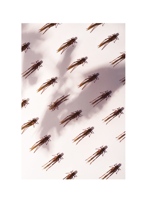 grasshoppers_uniforme_mariedebrechapuis